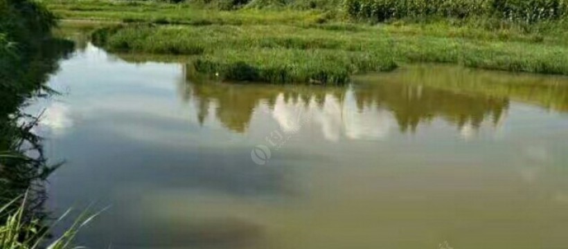 小荆州鱼塘照片