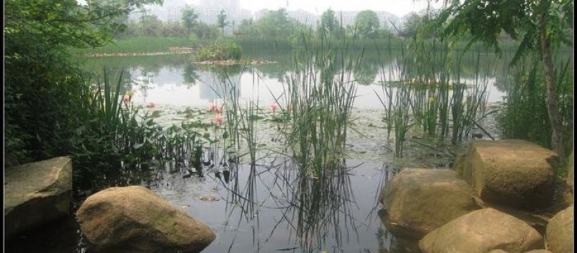 白萍湖照片