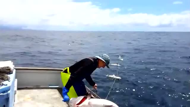 【视频】海上用排钩钓鱼，每个钩子都上一条大鱼，看看水面漂着的都是大鱼_视频封面