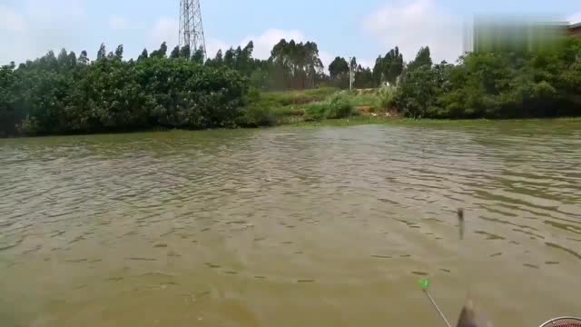 【视频】免费的半咸水野河，每天都有几十人在钓，好多土鲮鱼钓钓鱼爱好者记_视频封面