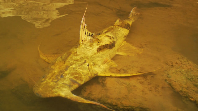 【视频】蓝旗鱼路亚 | 寻梦 泰缅边境的溪流-下 神奇的淡水鲨_视频封面