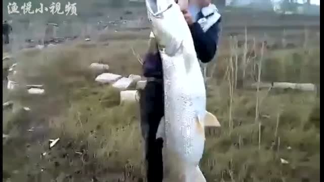 【视频】长江路亚超大鳡鱼，一个人根本提不起来_视频封面