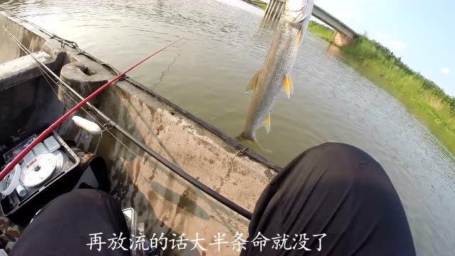 【视频】路亚河道小鳡鱼_视频封面