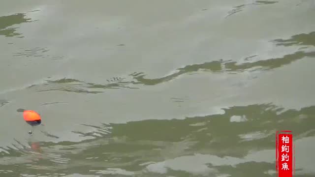 【视频】这种点波浮漂钓鱼爱好者们用过吗？看看在急流水下的真实表现_视频封面