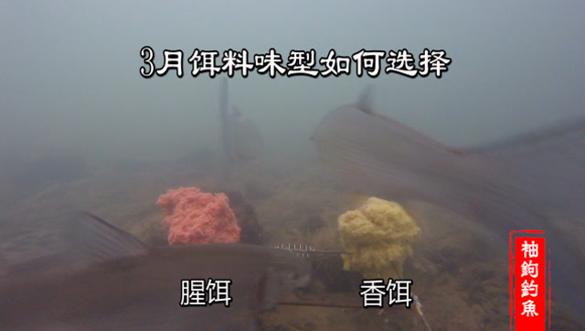 【视频】3月钓鱼饵料味型如何选择？水下高清拍摄_视频封面