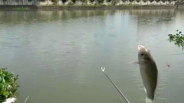 【视频】冬天钓鱼，狂拉_视频封面