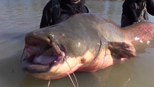 【视频】这条大鲶鱼，简直是这条河中的巨兽，足有100多斤了！_视频封面