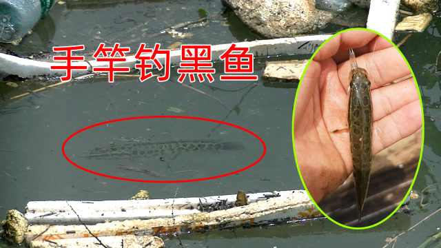 【视频】小伙野钓空军，发现河边有黑鱼出没，用手竿挂鳑鲏逗钓，钓了2条_视频封面