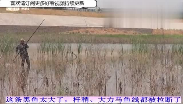 【视频】看高手在浅滩水草地逗钓黑鱼，高手在民间_视频封面