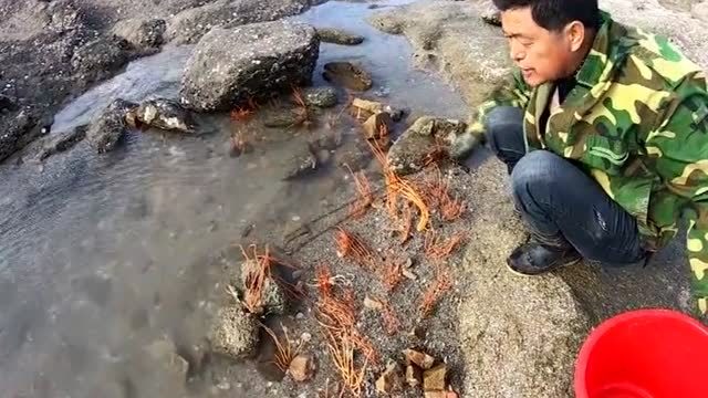 【视频】跟老渔民出去赶海，在岸边发现了不起眼的石头，渔民大喊发财啦！_视频封面