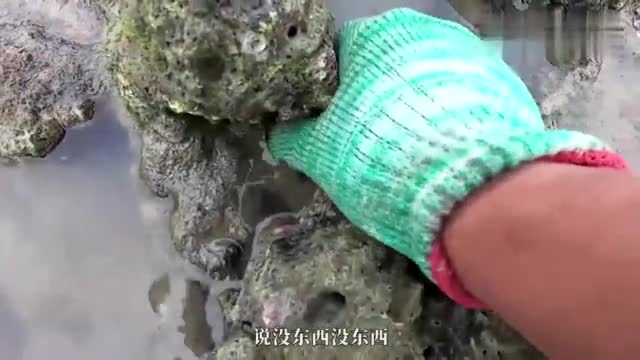 【视频】男子赶海在浅滩搞到一只手臂这么大的龙虾！真是太酷了！_视频封面