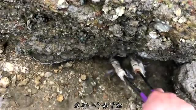 【视频】赶海：这只八爪鱼在散步途中被美女抓获，好大只！_视频封面