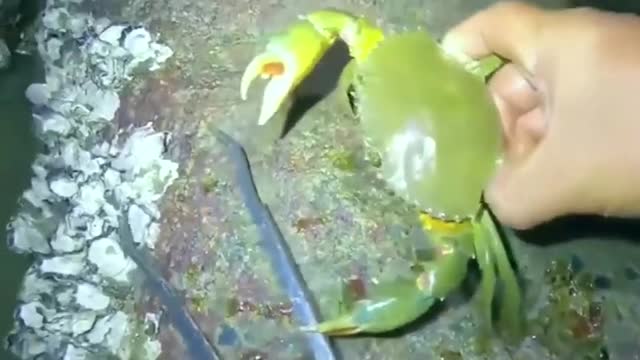 【视频】牛人晚上去赶海抓螃蟹，真是太拼了！_视频封面