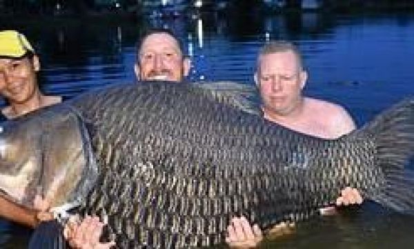英国钓鱼高手奋战80分钟钓上世界最大暹罗鲤鱼，重达105公斤