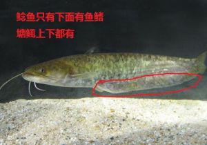 塘鲺和鲶鱼的不同背鳍
