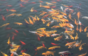 水中氧气含量影响鱼类的生存
