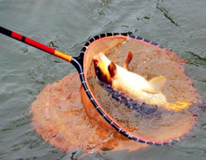 秋季黑坑垂作钓鲤鱼的用饵方法技巧