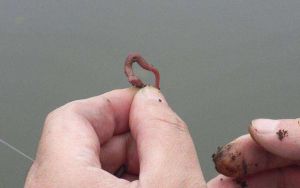 蚯蚓钓鱼的方法技巧