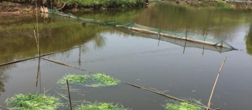 泸州金龙生态鱼塘照片