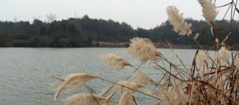 东湖大河照片