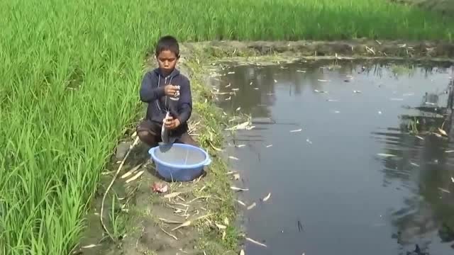 【视频】农村小孩稻田边钓大鱼，别看年龄小人家可是钓鱼老手！_视频封面