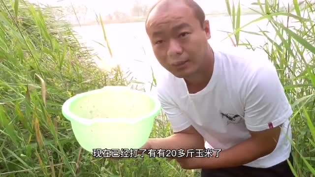 【视频】20多斤玉米打窝，会不会有大鱼进窝？钓大鱼连续打窝之第二天_视频封面
