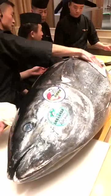 【视频】过生日老公送了我一条价值2千万的蓝鳍金枪鱼，这么大怎么煮啊？_视频封面