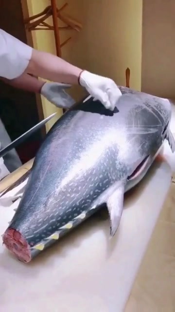 【视频】几万块钱一条的蓝鳍金枪鱼 看看试吃给多少就知道这条鱼有多贵了_视频封面