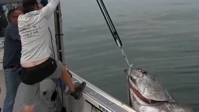【视频】没想到这次出海运气这么好，居然捕获一条蓝鳍金枪鱼，可以卖不少钱！_视频封面