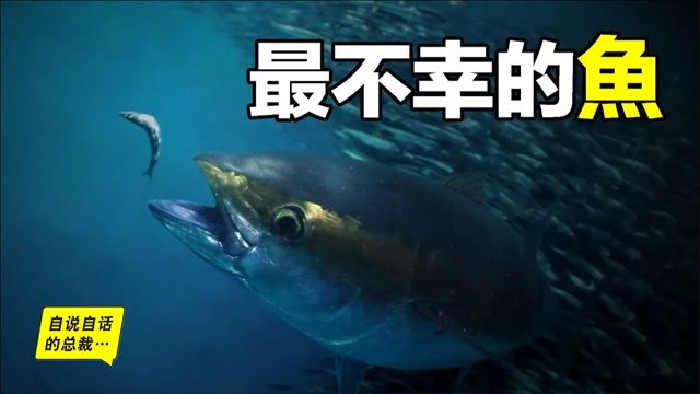 【视频】30年前只能做猫粮的鱼，今天为什么变成了奢侈品？蓝鳍金枪鱼为什么这么贵_视频封面