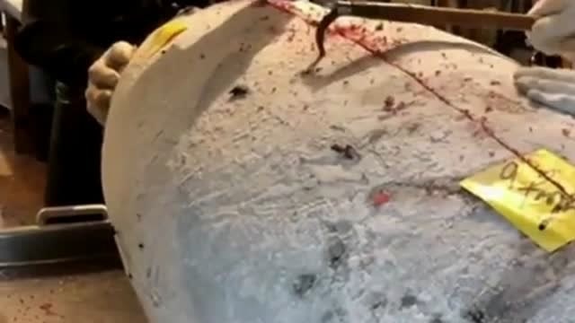 【视频】日本金枪鱼交易市场拍下的，数百斤的超低温蓝鳍金枪鱼，敲开的一刻我爱了！_视频封面