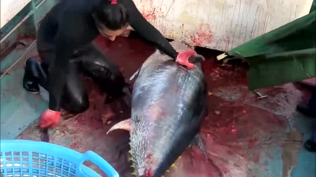 【视频】渔民钓到近100斤巨型金枪鱼，可以卖个好价_视频封面