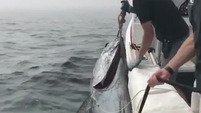 【视频】40斤的金枪鱼上钩，第一次钓到这么大的鱼，一时间还有点不知所措！_视频封面