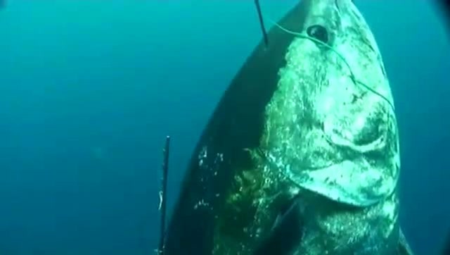 【视频】捕鱼人潜水，用鱼叉捕捉到282公斤的蓝鳍金枪鱼，这下赚发了_视频封面