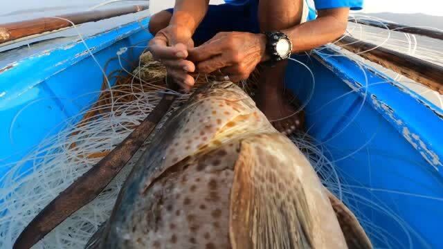 【视频】渔民海上钓鱼，钓到大石斑鱼_视频封面