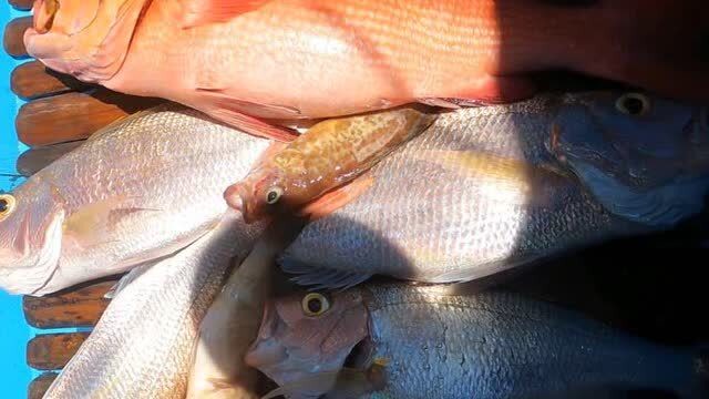 【视频】渔民海上钓鱼，各种海鲜接连上钩，钓到满满一桶的鱼_视频封面