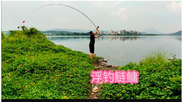 【视频】钓鱼，抛竿浮钓鲢鳙，旁边的钓鱼爱好者中获一条大花鲢，收竿遛鱼真过瘾_视频封面