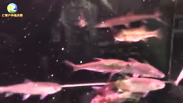 【视频】路亚钓鱼 零距离观看路亚鱼种的捕食鲈鱼鲶鱼翘嘴黑鱼鳡鱼马口_视频封面