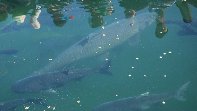 【视频】用大吊车才能钓上的鱼，这条青鱼500斤有没有？_视频封面