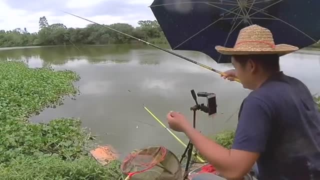 【视频】小哥来淡水河里钓大物，这么细的鱼竿也敢尝试，太任性了！_视频封面