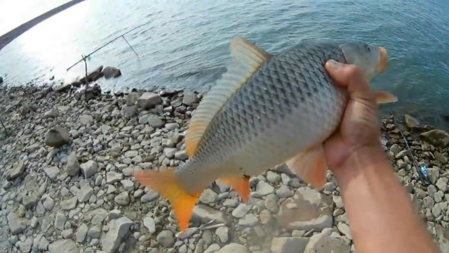 【视频】钓鱼：3把海竿之间来回跑，忙活的直冒汗！_视频封面