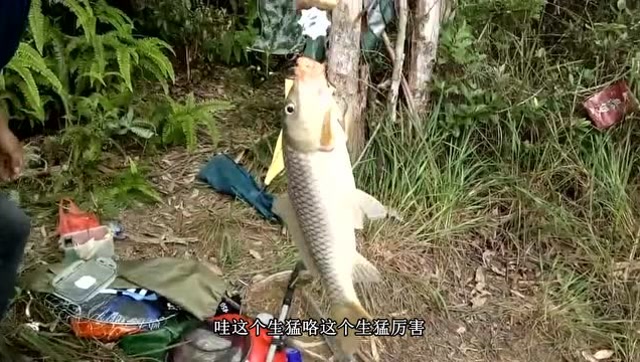 【视频】钓鱼、小伙摆了个海竿阵、最后狂拉上鲤鱼_视频封面