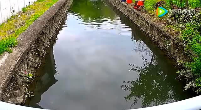 【视频】河道作钓鲤鱼！_视频封面