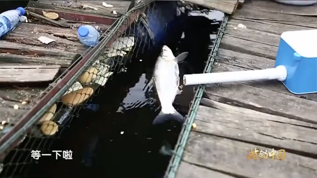【视频】李大毛老师筏钓，钓获翘嘴鱼，竟然跟鱼对起了话！_视频封面