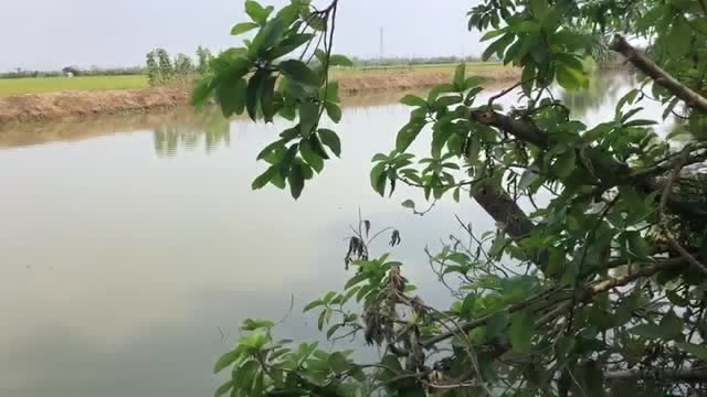 【视频】火辣的天气：到这种乡下小河钓鱼！既晒不到太阳鱼又多。_视频封面