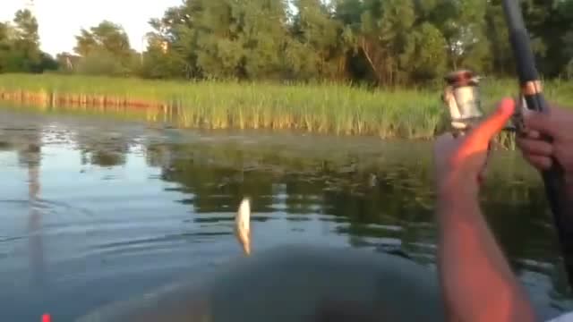 【视频】钓鱼：野作钓鲫鱼，看渔获非常不错！_视频封面