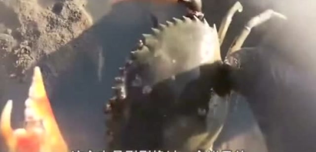【视频】小伙一大早赶海，不料抓到个青蟹竟是为了熬粥喝，真是奢侈！_视频封面
