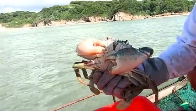 【视频】阿铁赶海收获真是没得说，一手一个大螃蟹，这下发财了！_视频封面