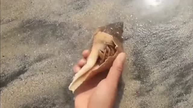 【视频】美女赶海抓海螺，不料全是寄居蟹，结果难免有点失望！_视频封面