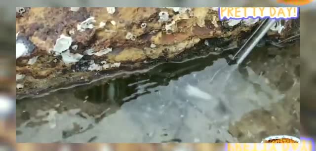 【视频】赶海：赶海抽水发现了大龙虾窝，美女直呼发财了_视频封面